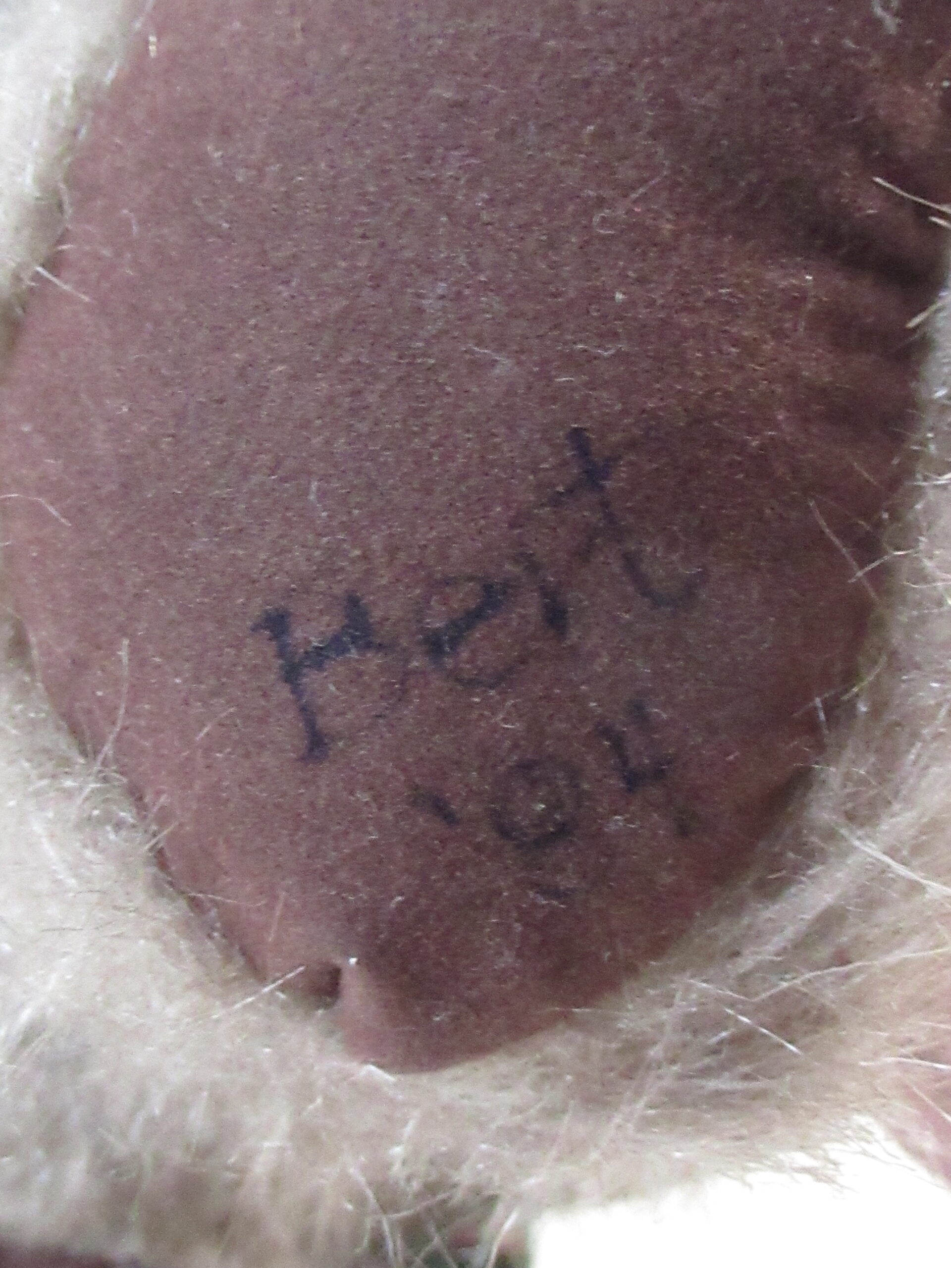 Artist Teddy Bear - Jointed Musical Teddy Bear Bert '84 - Image 3